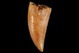 Serrated, Raptor Tooth - Real Dinosaur Tooth #173532-1